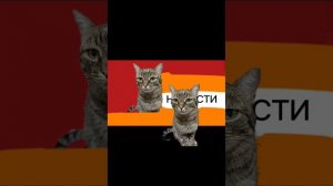 Выпуск новостей смешного канала Тимофея