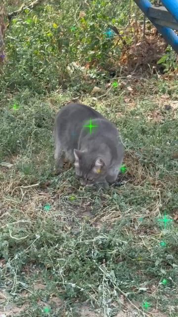 Коржик супер!