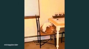 Приколы с КОШКАМИ 😹😹😹 FUNNY CATS 🤣😹🤣