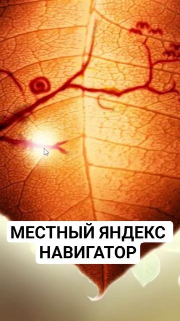 МЕСТНЫЙ ЯНДЕКС НАВИГАТОР #обительнастроения #botanicula