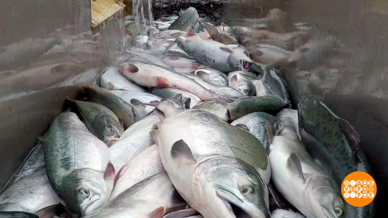 Рыба - дикая и аквакультурная. В чем разница? Доброе утро. Фрагмент выпуска от 20.08.2026