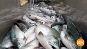 Рыба - дикая и аквакультурная. В чем разница? Доброе утро. Фрагмент выпуска от 20.08.2026