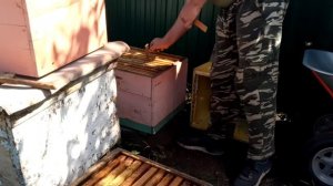 Очередной отбор мёда.
