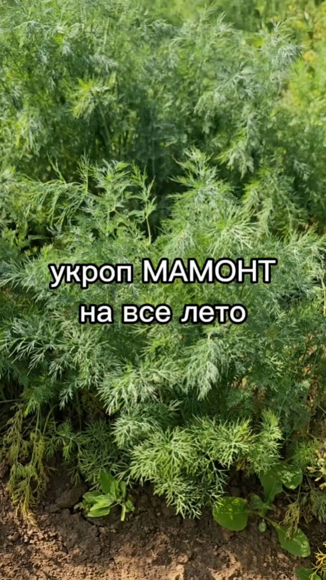 Подзимний сорт укропа и ранний урожай весной!