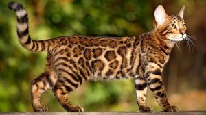 Бенгальские Кошки Маленькие Леопарды