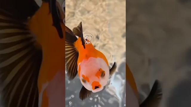 Необычный животный мир,красота и их повадки.