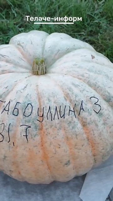 Хөрмәтле райондашлар, иң зур кабак үстерүчеләр кайсы җирлектә яши дип уйлыйсыз?