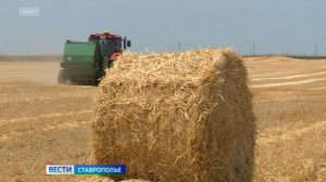 Аграрии Ставрополья готовят к зиме сочные корма для скота