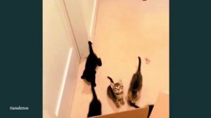 Приколы с КОШКАМИ 😹😹😹  FUNNY CATS 🤣😹🤣