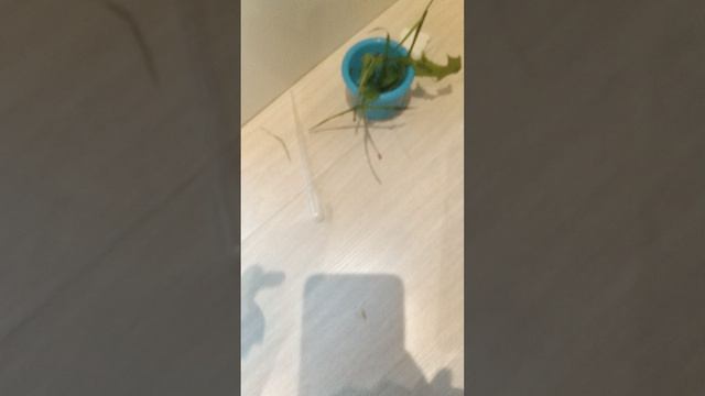 Больница для животных но в реальной жизни❤️
