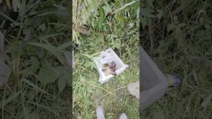 обзор на шалаш