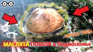 МАСЛЯТА в середине АВГУСТА 2026 ПОШЛИ в Подмосковье!!! ГРИБЫ в АВГУСТЕ на юге Подмосковья 2026!