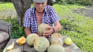 Царство дынное.