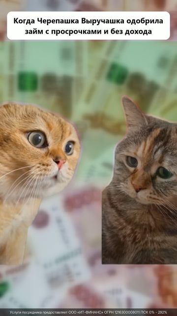 Черепашка Выручашка! Мы те кто помогает с деньгами!