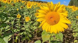 лето,20августа,подсолнечное настроение для вас