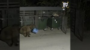 Медведь в Сочи