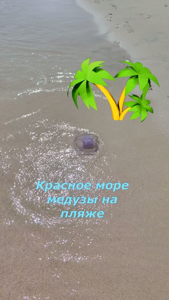 Медузы🪼 на пляже, а рыбок🐠 мы не искали