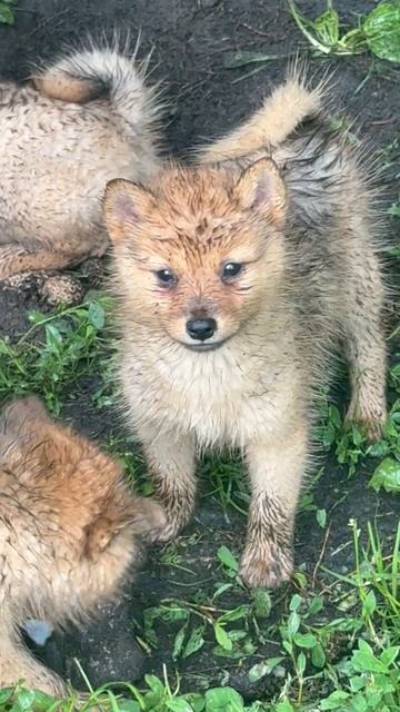 Дождь? Грязь? Это СЧАСТЬЕ! 🐾 🌧️ Rain, mud & HAPPY pups! 🐾🌧️