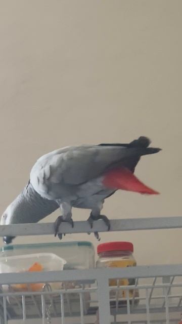 Попугай жако Ася