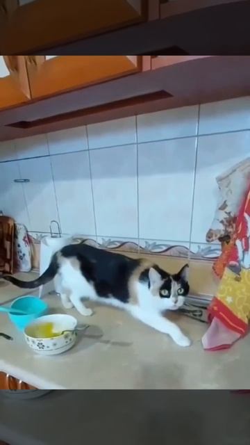 Кот невидимка 😄