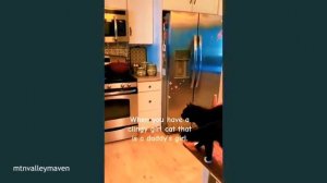 Приколы с КОШКАМИ 😹😹😹  забавные животные 😂😂😂🤣 FUNNY CATS 🤣😹🤣