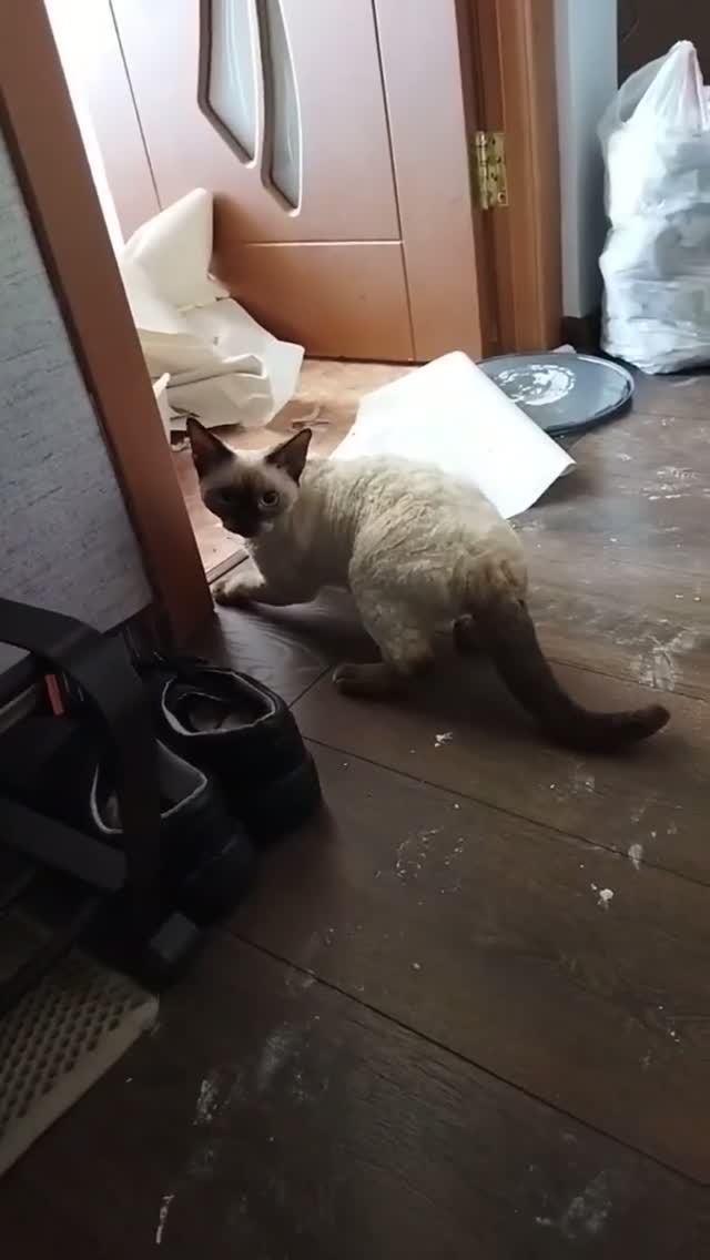 🙀🙀🙀ПОВЕДЕНИЕ КОШКИ КОГДА В КВАРТИРЕ ЧУЖИЕ ЛЮДИ  #cat