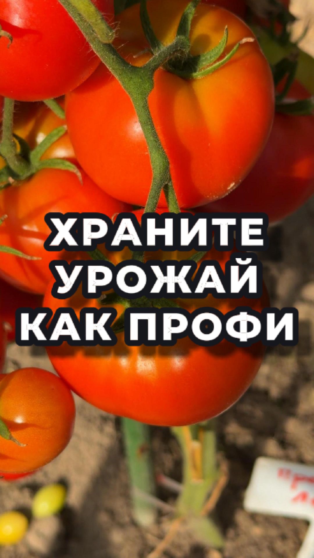 🍅 Хотите, чтобы томаты хранились дольше?