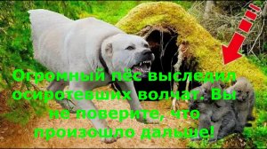 Огромный пёс выследил осиротевших волчат. Вы не поверите, что произошло дальше!