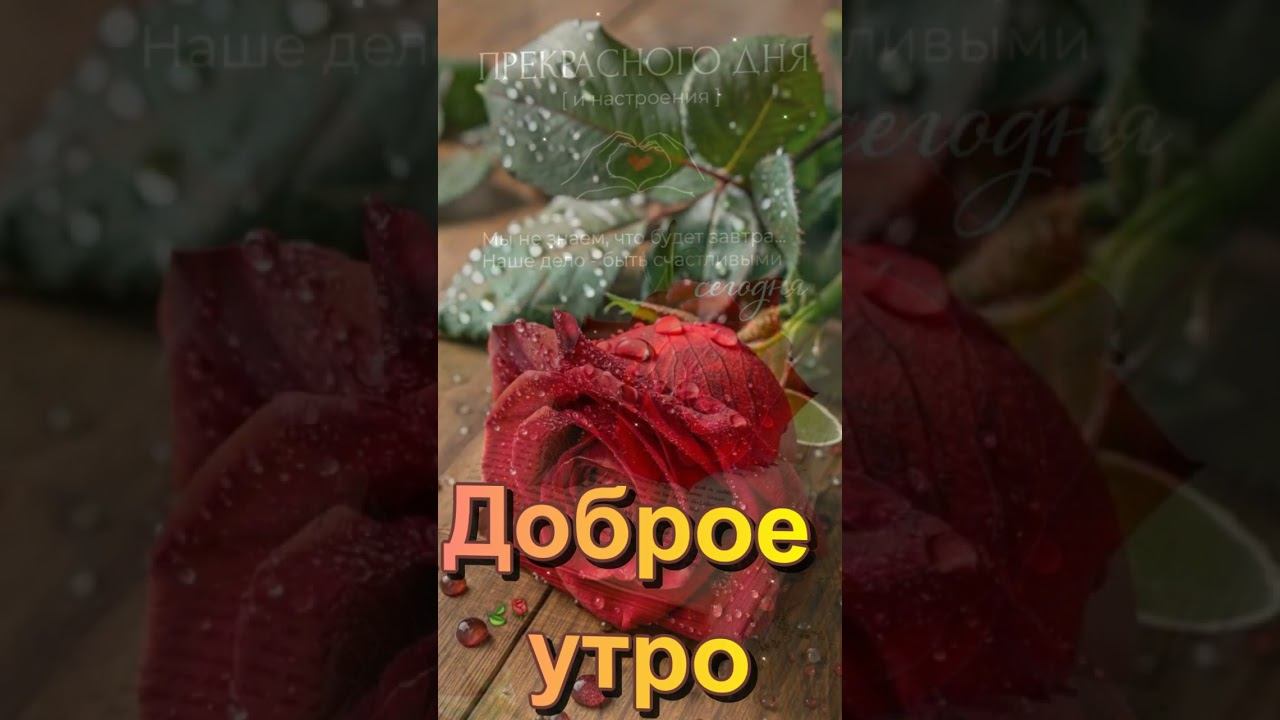 Доброе утро  Встречайте день без печали Svetlakan Music
