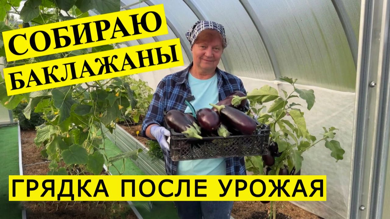 Собираю баклажаны. Грядка в теплице после урожая.