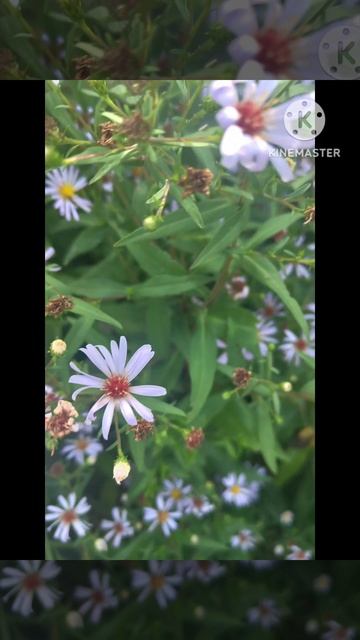 Дачные цветы ☘️💃🦋🥀☘️