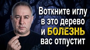 Воткните иглу в ЭТО растение и болезнь начнёт вас отпускать