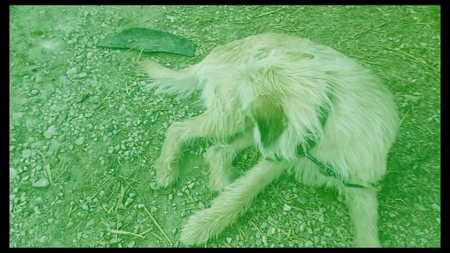 зелёная собака