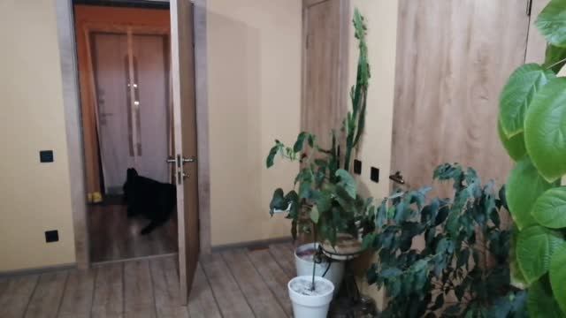 Ночной обзор комнатных экзотических растений! 🌴