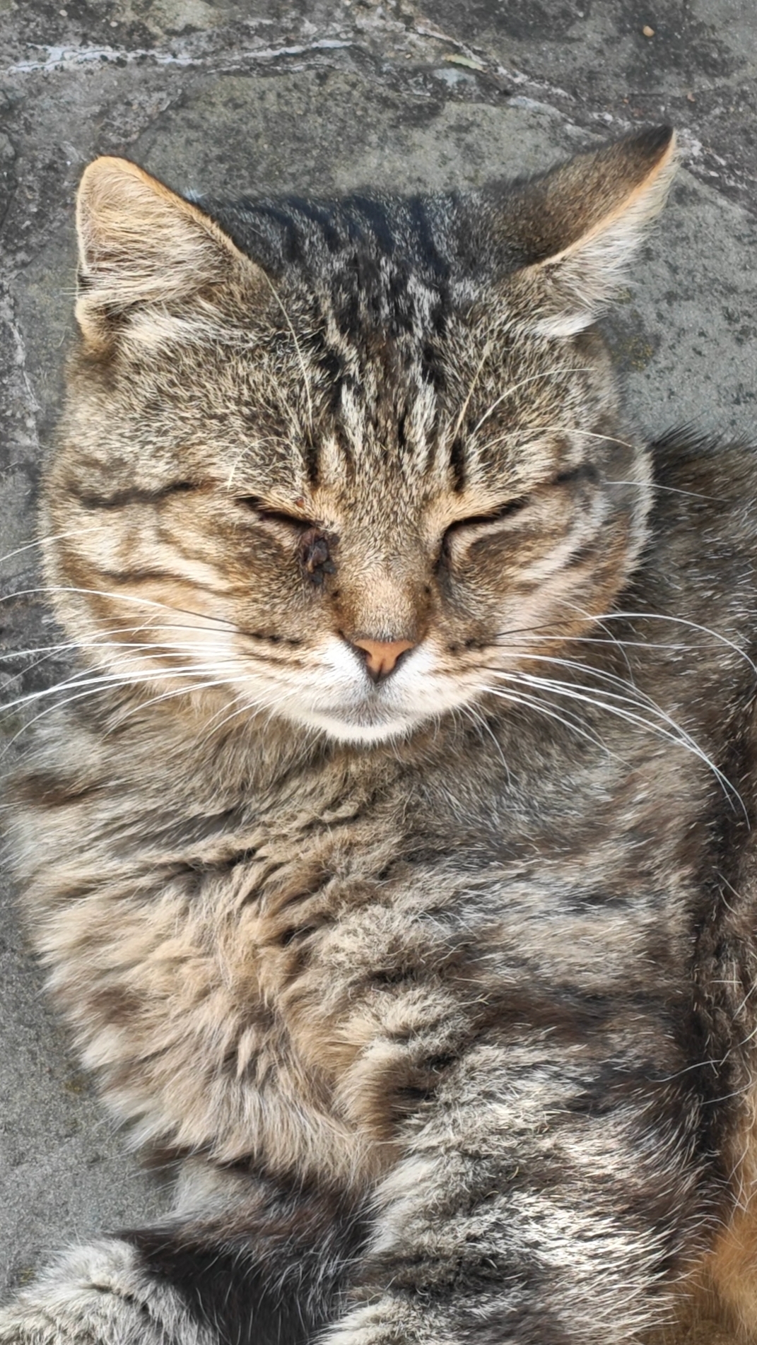 Кайфуют пенсы волосатые! По 12 лет минимум каждому! #trending #funny #cat #cats #кот #коты #дача