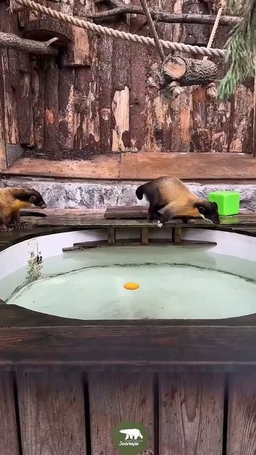 Во,т это да, или водные игры малышей-харз