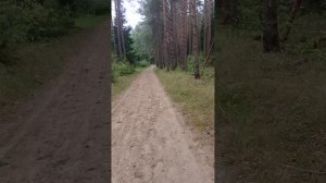 Тропа здоровья в Савватьево
