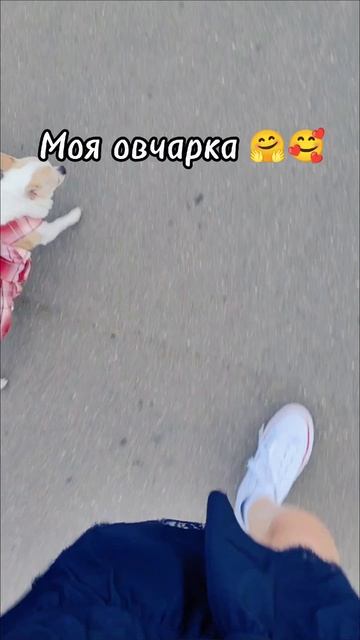 Моя охрана😄