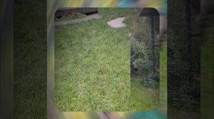 1000067585.mp4 (Собака слушает о технологии монтажа напольного отопит. конвектора в доме А-фрейм)