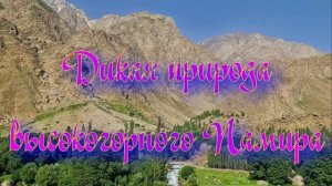 Дикая природа высокогорного Памира