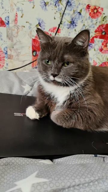 Пуся 😼