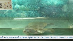 День города - новости Рязани 20.08.2026