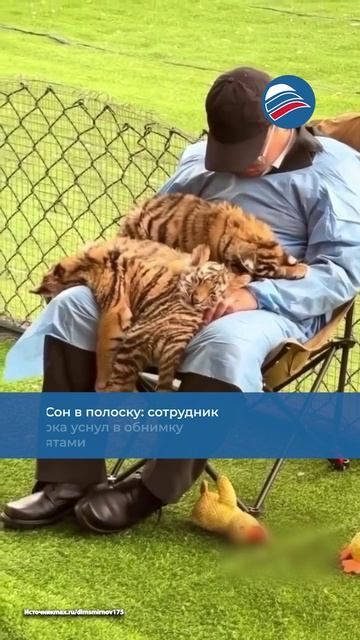 Сон в полоску: сотрудник зоопарка уснул в обнимку с тигрятами