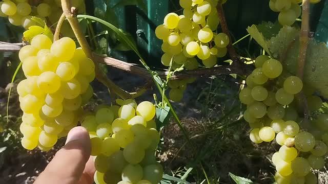Виноград не укрывной Гайлюне и кишмиш Канадис .