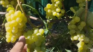 Виноград не укрывной Гайлюне и кишмиш Канадис .