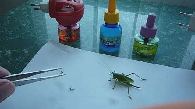 Устройство фумигатор с жидкостью, подключаемый к розетке для уничтожения насекомых и комаров.