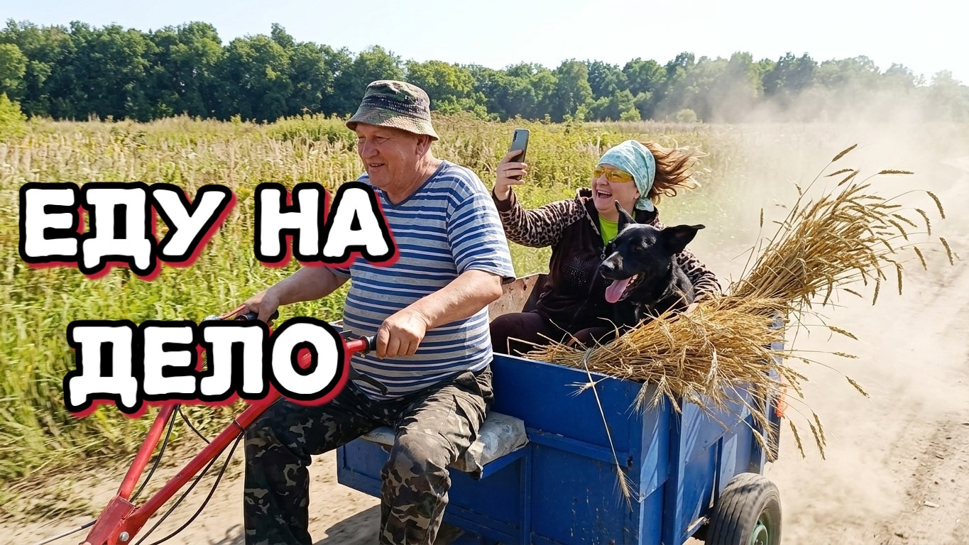 Сельчане Яблони кончились, добывают РОЖЬ