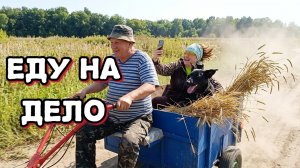 Сельчане Яблони кончились, добывают РОЖЬ