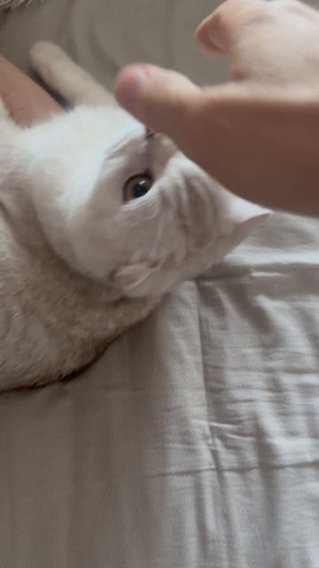 Просыпаться рано утром любят не все но некоторые я ест некоторые 😸