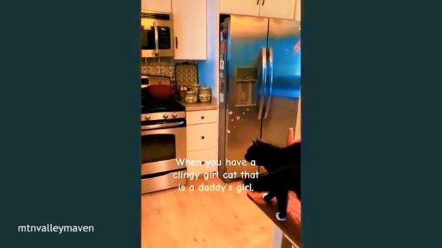 Приколы с КОШКАМИ 😹😹😹 FUNNY CATS 🤣😹🤣